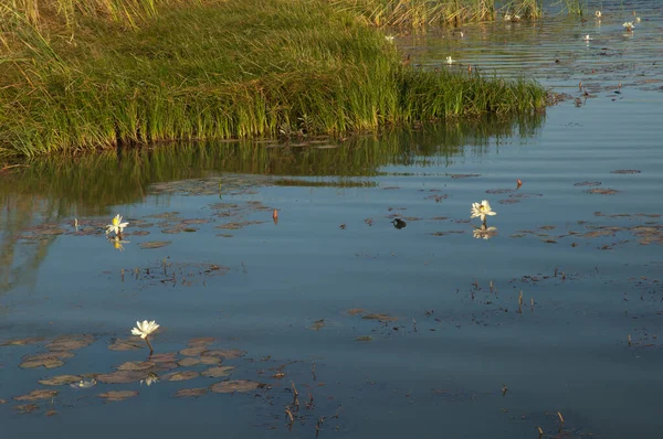 Lagune Mit Blüten Des Weißen Ägyptischen Lotus Nymphaea Lotus Oiseaux — Stockfoto