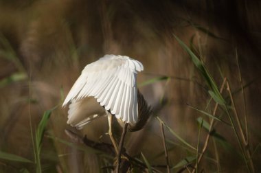 Squacco balıkçıl Ardeola ralloides preening. Oiseaux du Djoudj Ulusal Parkı. Saint-Louis 'de. Senegal.