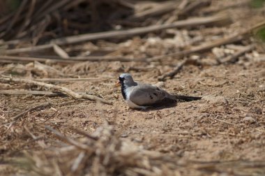 Erkek Namaqua güvercini Oena capensis yerde güneşleniyor. Oiseaux du Djoudj Ulusal Parkı. Saint-Louis 'de. Senegal.