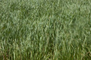 Broadleaf, Typha latifolia 'nın rüzgâr tarafından taşındığını gösteriyor. Oiseaux du Djoudj Ulusal Parkı. Saint-Louis 'de. Senegal.
