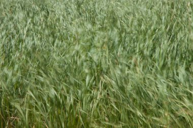 Broadleaf, Typha latifolia 'nın rüzgâr tarafından taşındığını gösteriyor. Oiseaux du Djoudj Ulusal Parkı. Saint-Louis 'de. Senegal.