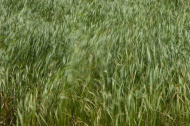 Broadleaf, Typha latifolia 'nın rüzgâr tarafından taşındığını gösteriyor. Oiseaux du Djoudj Ulusal Parkı. Saint-Louis 'de. Senegal.