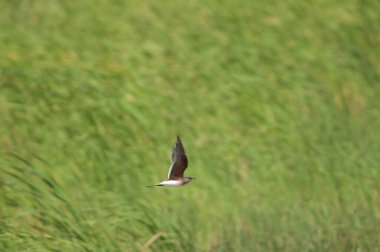 Yakalı pratincole Glareola pratincola uçuyor. Oiseaux du Djoudj Ulusal Parkı. Saint-Louis 'de. Senegal.