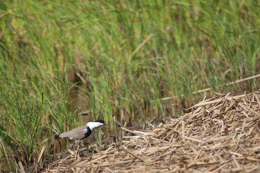 Oiseaux du Djoudj Ulusal Parkı 'nda kanatlı Vanellus spinosus. Saint-Louis 'de. Senegal.