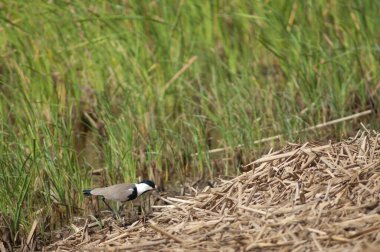 Oiseaux du Djoudj Ulusal Parkı 'nda kanatlı Vanellus spinosus. Saint-Louis 'de. Senegal.