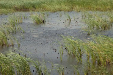 Broadleaf, Typha latifolia 'yı gölde kıstırır. Oiseaux du Djoudj Ulusal Parkı. Saint-Louis 'de. Senegal.