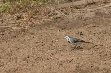 Beyaz kuyruklu Motacilla alba Oiseaux du Djoudj Ulusal Parkı 'nda. Saint-Louis 'de. Senegal.