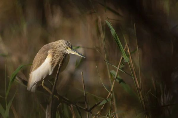 Цапельсиновая Цапля Ardeola Ralloides Ветке Национальный Парк Oiseaux Djoudj Сент — стоковое фото