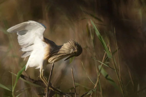 Squacco Heron Ardeola Ralloides Stretching Národní Park Oiseaux Djoudj Saint — Stock fotografie