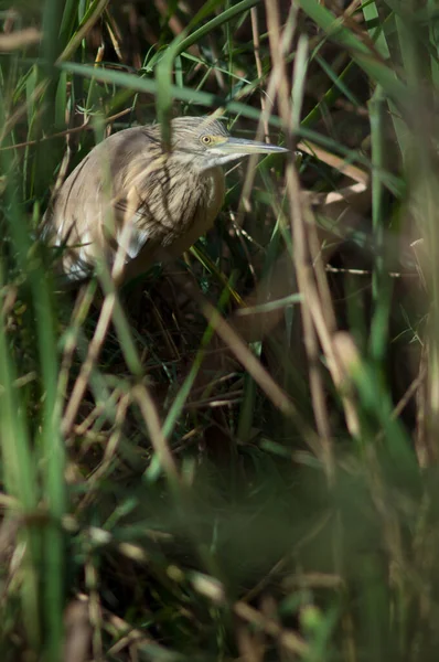 Garza Squacco Ardeola Ralloides Entre Vegetación Parque Nacional Oiseaux Djoudj — Foto de Stock