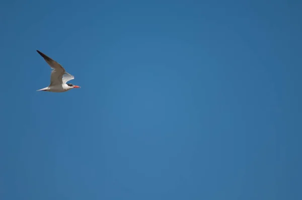 Caspian Stern Sterna Caspia Tijdens Vlucht Nationaal Park Oiseaux Djoudj — Stockfoto