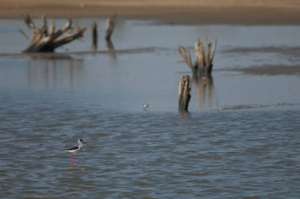 Stelzenläufer Himantopus Himantopus Einer Lagune Oiseaux Djoudj National Park Saint — Stockfoto