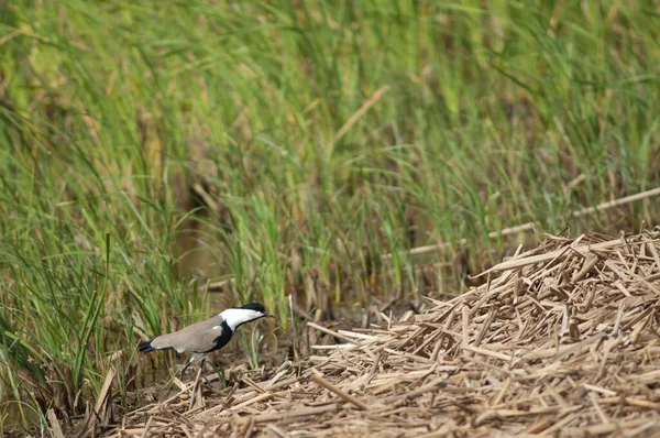 Spornkiebitz Vanellus Spinosus Nationalpark Oiseaux Djoudj Saint Louis Senegal — Stockfoto