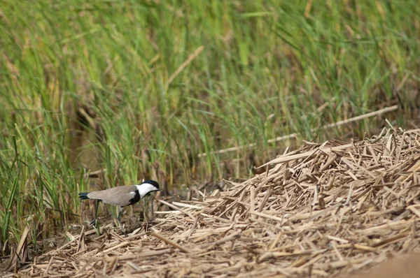 Vanellus Spinosus Com Asas Esporão Parque Nacional Oiseaux Djoudj Saint — Fotografia de Stock