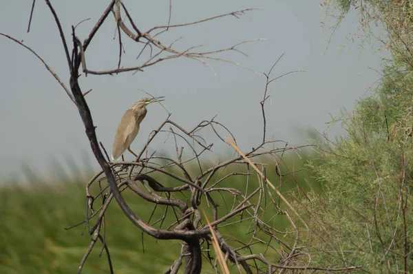Der Reiher Ardeola Ralloides Ruft Einen Baum Oiseaux Djoudj National — Stockfoto
