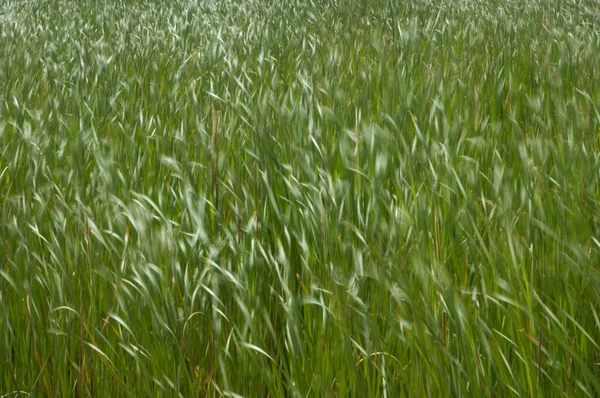 Broadleaf Kattail Typha Latifolia Poruszony Przez Wiatr Park Narodowy Oiseaux — Zdjęcie stockowe