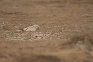 Mısır gece kavanozu Caprimulgus aegyptius saharae uyuyor. Oiseaux du Djoudj Ulusal Parkı. Saint-Louis 'de. Senegal.