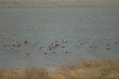 Garganey Spatula querquedula sürüsü, kuzey kürekçileri Spatula clypeata ve kuzey ince kuyruklu Anas acuta. Oiseaux du Djoudj. Saint-Louis 'de. Senegal.