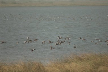 Garganey Spatula querquedula sürüsü, kuzey kürekçileri Spatula clypeata ve kuzey ince kuyruklu Anas acuta. Oiseaux du Djoudj. Saint-Louis 'de. Senegal.