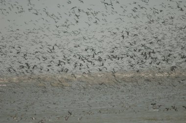 Beyaz yüzlü ördek sürüsü, dolgun ıslık çalan ördekler, devasa ve kuzey ince kuyruklu ördekler. Oiseaux du Djoudj Ulusal Parkı. Saint-Louis 'de. Senegal.