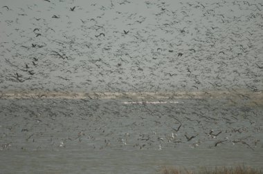Beyaz yüzlü ördek sürüsü, dolgun ıslık çalan ördekler, devasa ve kuzey ince kuyruklu ördekler. Oiseaux du Djoudj Ulusal Parkı. Saint-Louis 'de. Senegal.