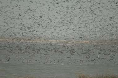 Beyaz yüzlü ördek sürüsü, dolgun ıslık çalan ördekler, devasa ve kuzey ince kuyruklu ördekler. Oiseaux du Djoudj Ulusal Parkı. Saint-Louis 'de. Senegal.