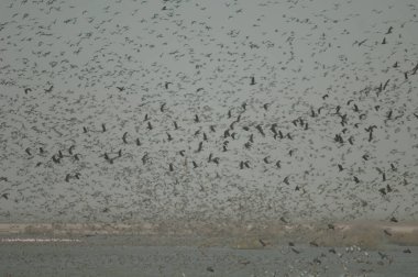 Beyaz yüzlü ördek sürüsü, dolgun ıslık çalan ördekler, devasa ve kuzey ince kuyruklu ördekler. Oiseaux du Djoudj Ulusal Parkı. Saint-Louis 'de. Senegal.