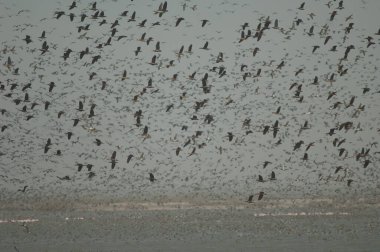 Beyaz yüzlü ördek sürüsü, dolgun ıslık çalan ördekler, devasa ve kuzey ince kuyruklu ördekler. Oiseaux du Djoudj Ulusal Parkı. Saint-Louis 'de. Senegal.