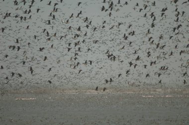 Beyaz yüzlü ördek sürüsü, dolgun ıslık çalan ördekler, devasa ve kuzey ince kuyruklu ördekler. Oiseaux du Djoudj Ulusal Parkı. Saint-Louis 'de. Senegal.