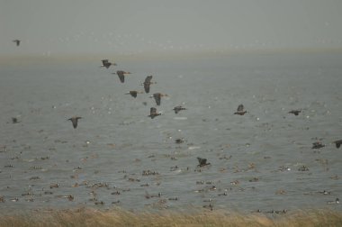 Dolu ıslık çalan ördekler Dendrocygna iki renkli ve beyaz yüzlü ıslık çalan ördekler Dendrocygna viduata. Oiseaux du Djoudj N. P. Saint-Louis. Senegal.