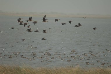 Dolu ıslık çalan ördekler Dendrocygna iki renkli ve beyaz yüzlü ıslık çalan ördekler Dendrocygna viduata. Oiseaux du Djoudj N. P. Saint-Louis. Senegal.