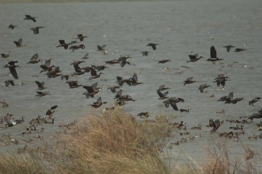 Beyaz yüzlü ıslık çalan ördekler Dendrocygna viduata. Oiseaux du Djoudj Ulusal Parkı. Saint-Louis 'de. Senegal.