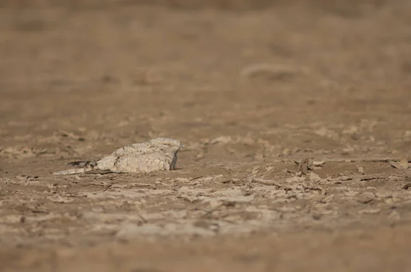 埃及的夜莺Caprimulgus Ąyptius Saharae休息 Oiseaux Djoudj国家公园 圣路易斯 塞内加尔 — 图库照片