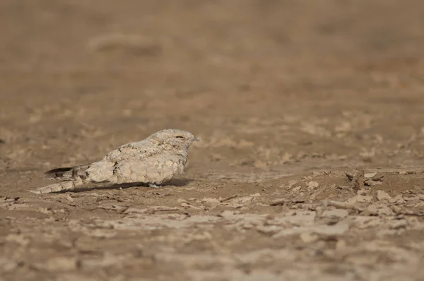 Ägyptischer Nachtkrug Caprimulgus Aegyptius Saharae Oiseaux Djoudj National Park Saint — Stockfoto