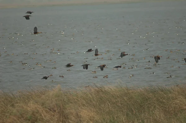 Fulvösa Visselankor Dendrocygna Tvåfärgade Och Vitklädda Visselankor Dendrocygna Viduata Oiseaux — Stockfoto