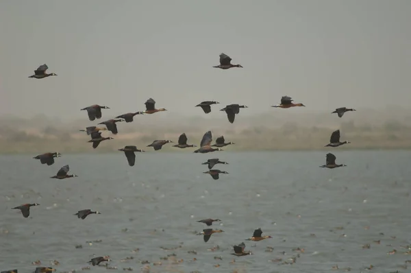 White Faced Whistling Ducks Dendrocygna Viduata Fulvous Whistling Ducks Dendrocygna — Stock Photo, Image