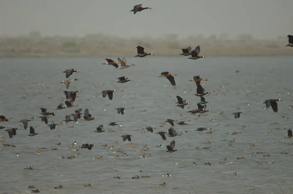 White Faced Whistling Ducks Fulvous Whistling Ducks Northern Pintails Oiseaux — Stock Photo, Image