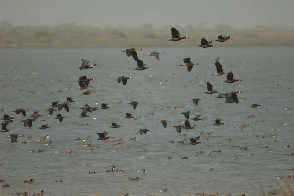 White-faced whistling ducks, fulvous whistling ducks and northern pintails. Oiseaux du Djoudj National Park. Saint-Louis. Senegal.