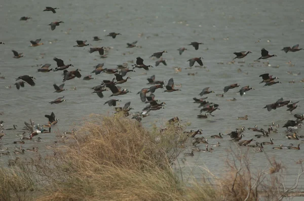 Beyaz Yüzlü Islık Çalan Ördekler Dendrocygna Viduata Oiseaux Djoudj Ulusal — Stok fotoğraf