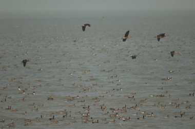 Dolu ıslık çalan ördekler, beyaz yüzlü ıslık çalan ördekler, devasa, kuzey ince kuyruklar ve kuzey kürekçileri. Oiseaux du Djoudj. Saint-Louis 'de. Senegal.