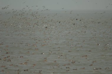 Kuzey kanat kuyruklu Anas acuta sürüsü kaçıyor. Oiseaux du Djoudj Ulusal Parkı. Saint-Louis 'de. Senegal.