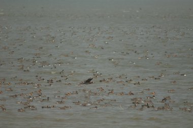 Beyaz yüzlü ördek sürüsü, dolgun ıslık çalan ördekler, kuzey ince kuyruklu ördekler ve devasa şeyler. Oiseaux du Djoudj Ulusal Parkı. Saint-Louis 'de. Senegal.