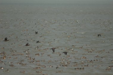 Beyaz yüzlü ördek sürüsü, dolgun ıslık çalan ördekler, kuzey ince kuyruklu ördekler ve devasa şeyler. Oiseaux du Djoudj Ulusal Parkı. Saint-Louis 'de. Senegal.