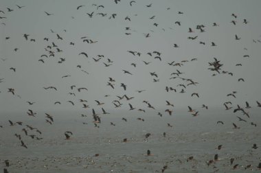 Beyaz yüzlü ıslık çalan ördek sürüsü Dendrocygna viduata ve dolu ıslık çalan ördek sürüsü Dendrocygna çift renkli. Oiseaux du Djoudj. Saint-Louis 'de. Senegal.