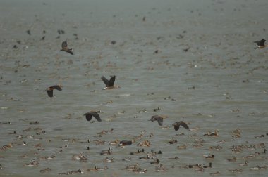 Dolu ıslık çalan ördekler, beyaz yüzlü ıslık çalan ördekler, devasa, kuzey ince kuyruklar ve kuzey kürekçileri. Oiseaux du Djoudj. Saint-Louis 'de. Senegal.