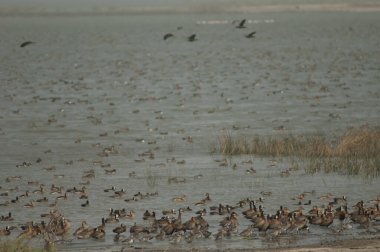 Beyaz yüzlü ördek sürüsü, ıslık çalan ördekler ve devasa ördekler. Oiseaux du Djoudj Ulusal Parkı. Saint-Louis 'de. Senegal.
