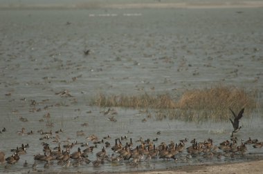 Beyaz yüzlü ördek sürüsü, ıslık çalan ördekler ve devasa ördekler. Oiseaux du Djoudj Ulusal Parkı. Saint-Louis 'de. Senegal.