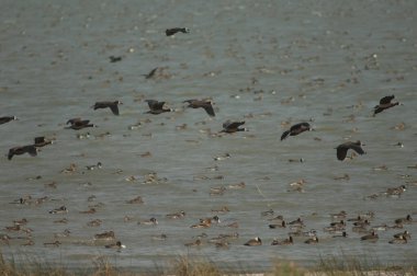 Beyaz yüzlü ıslık çalan ördekler, dolgun ıslık çalan ördekler, kuzey ince kuyruklar ve kocaman ördekler. Oiseaux du Djoudj Ulusal Parkı. Saint-Louis 'de. Senegal.