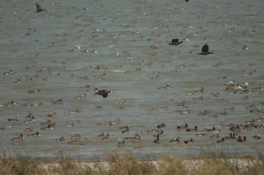 Beyaz yüzlü ördek sürüsü, dolgun ıslık çalan ördekler, kuzey ince kuyruklu ördekler ve devasa şeyler. Oiseaux du Djoudj Ulusal Parkı. Saint-Louis 'de. Senegal.