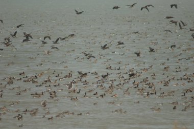 Beyaz yüzlü ördek sürüsü, dolgun ıslık çalan ördekler, kuzey ince kuyruklu ördekler ve devasa şeyler. Oiseaux du Djoudj Ulusal Parkı. Saint-Louis 'de. Senegal.